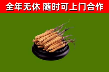 泾川烟酒回收冬虫夏草.jpg