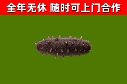 泾川回收海参干